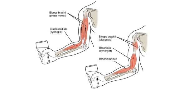 Top Muscle Flashcards - ProProfs